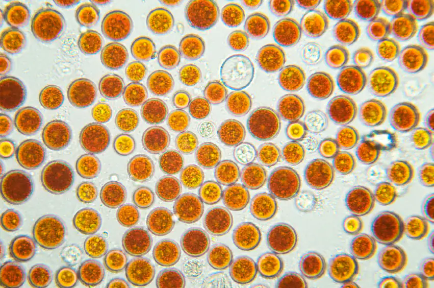 alga della pioggia di sangue (Haematococcus pluvialis) alga della pioggia di sangue (Haematococcus pluvialis)
