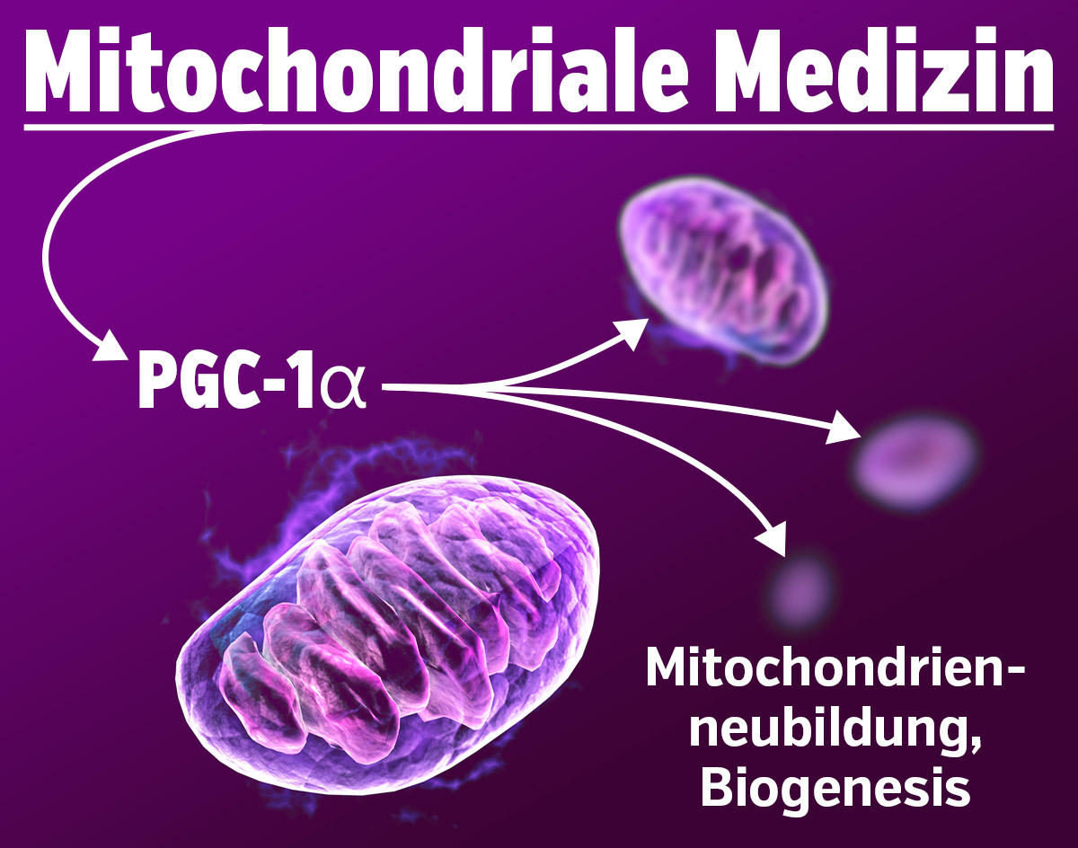 Medicina mitocondriale - PGC-1 alfa, formazione di nuovi mitocondri - biogenesi