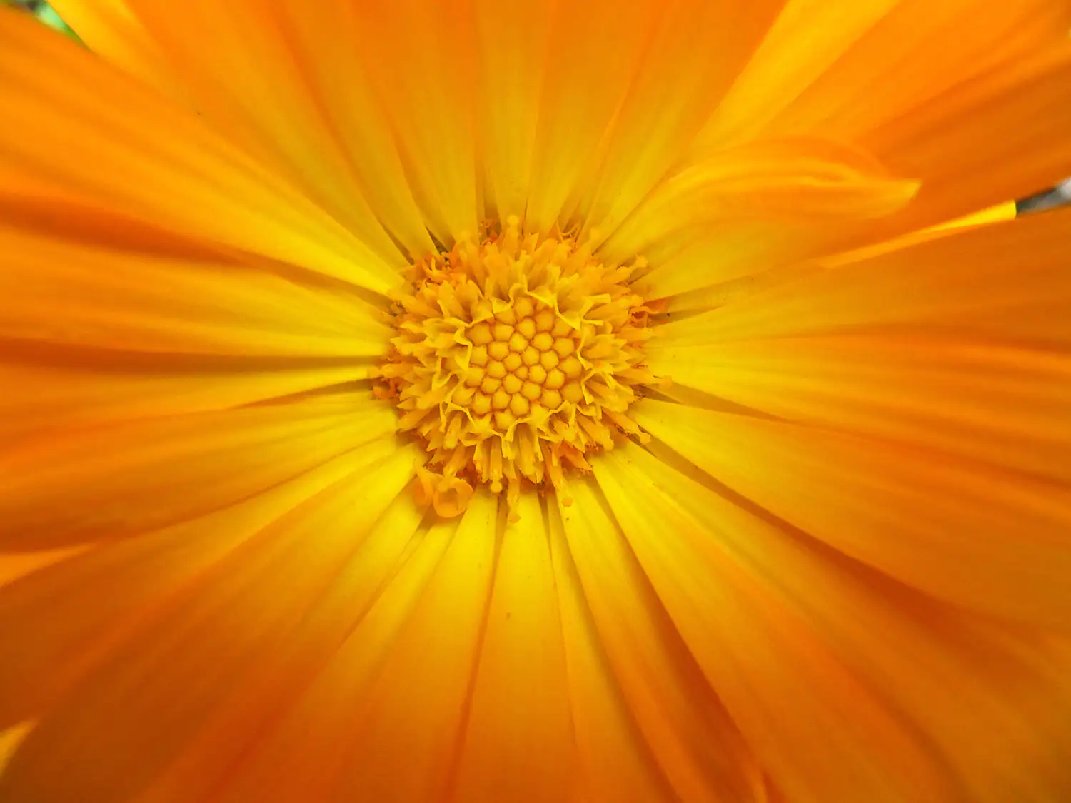 Fiore di Tagete - Fioritura Arancione Brillante Primo piano di un fiore di tagete arancione vivace con petali aperti.