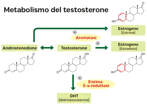 Panoramica del Metabolismo del Testosterone Grafico che illustra il metabolismo del testosterone con Androstendione, DHT e estrogeni. Diagramma colorato.