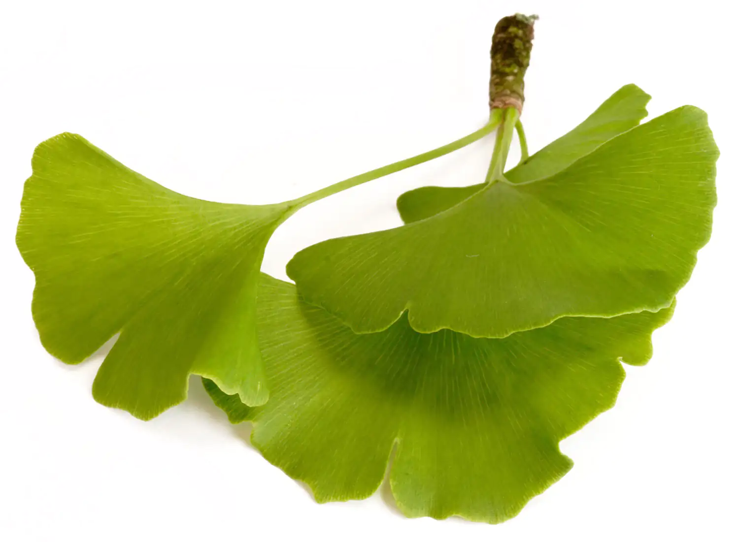 Foglia di ginkgo biloba Foglia di ginkgo biloba