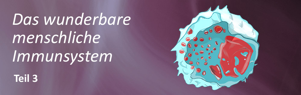 Immunsystem Blogbeitrag Teil 3