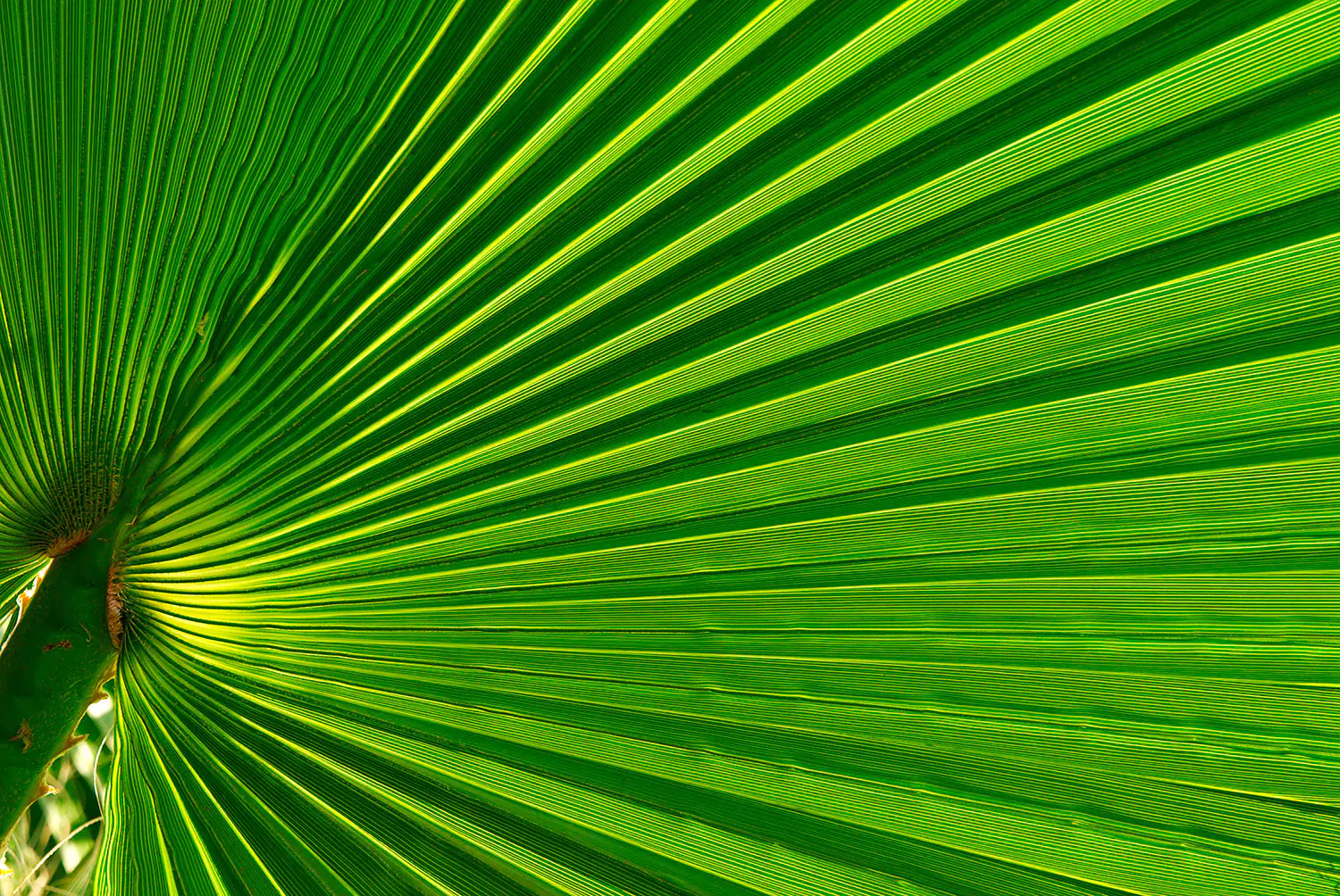 Serenoa repens foglia di palma Serenoa repens foglia di palma