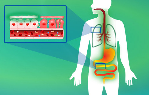 Diagramma delle Funzioni Corporee - Illustrazione Rappresentazione grafica del corpo umano con organi e vasi sanguigni su sfondo verde.