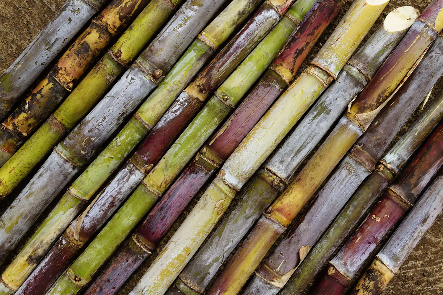 canna da zucchero canna-da-zucchero
