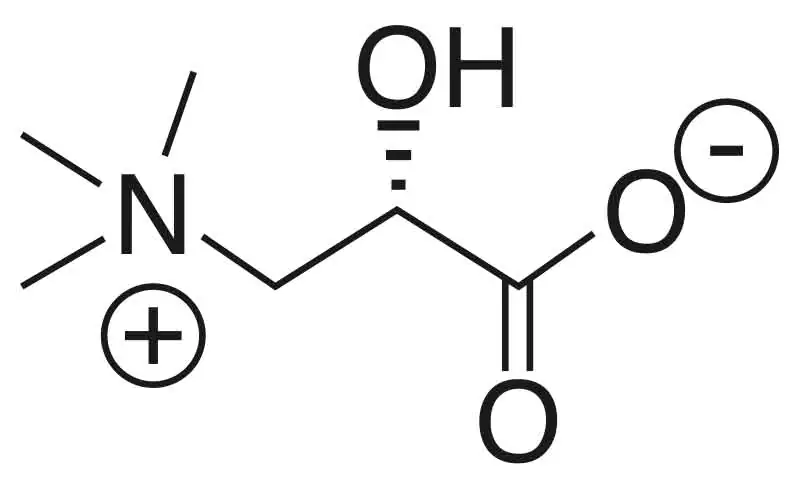 Acetil-l-carnitina formula Formula chimica dell'aminoacido glicina con atomi e legami visibili.