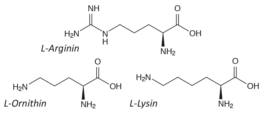 Arginina, Ornitina e Lisina formule strutturali Arginina, Ornitina e Lisina formule strutturali