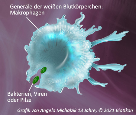 Aktivierung des T-Lymphozyten