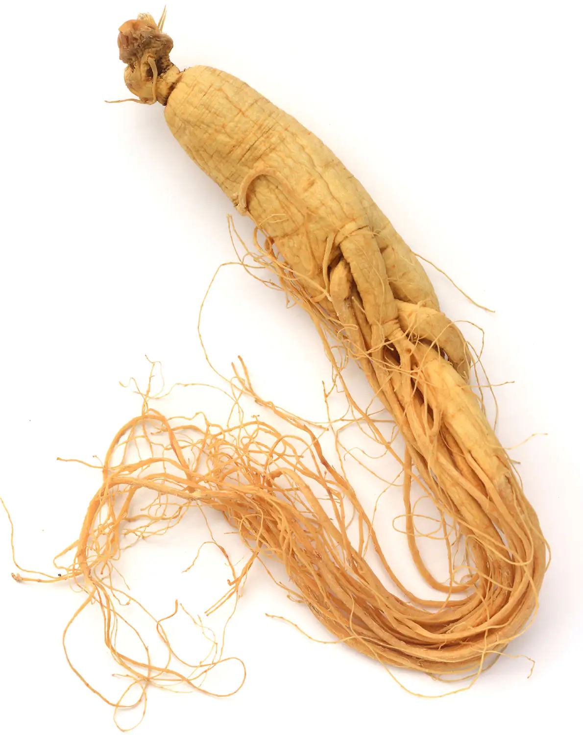 radice di ginseng