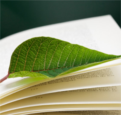 Foglia Verde su Libro Aperto Primo piano di una foglia verde poggiata sulle pagine di un libro aperto, colori vivaci, esposizione naturale.