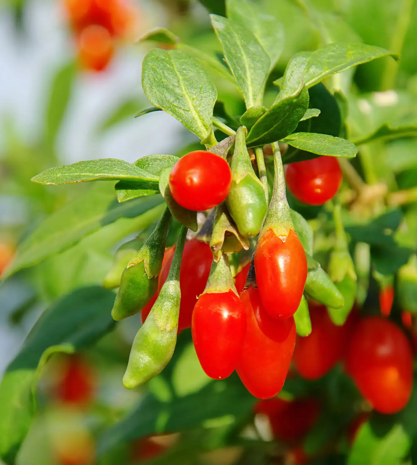 bacche di Goji bacche di Goji