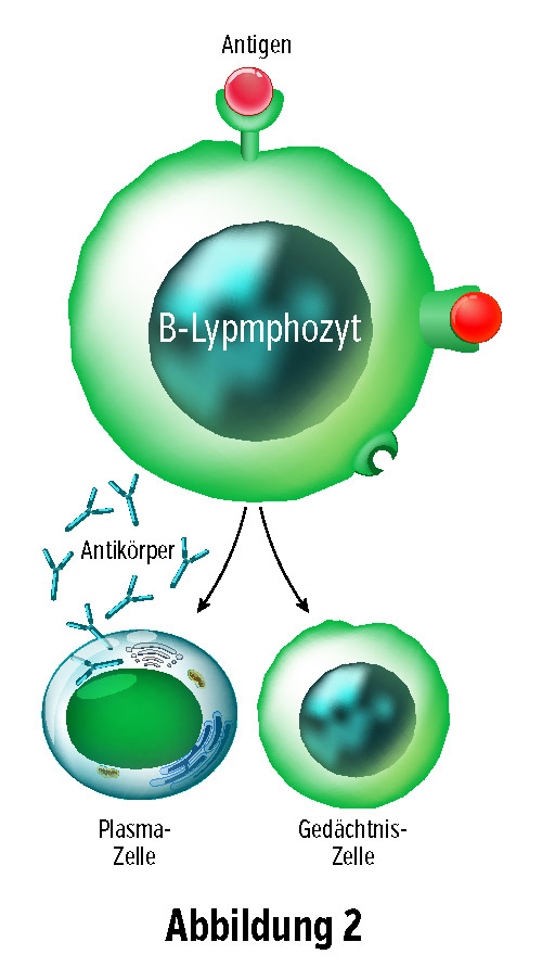 B-Linfocita e Formazione di Anticorpi Diagramma di un B-linfocita che riconosce antigeni, con cellule plasmatiche e di memoria mostrate in verde.