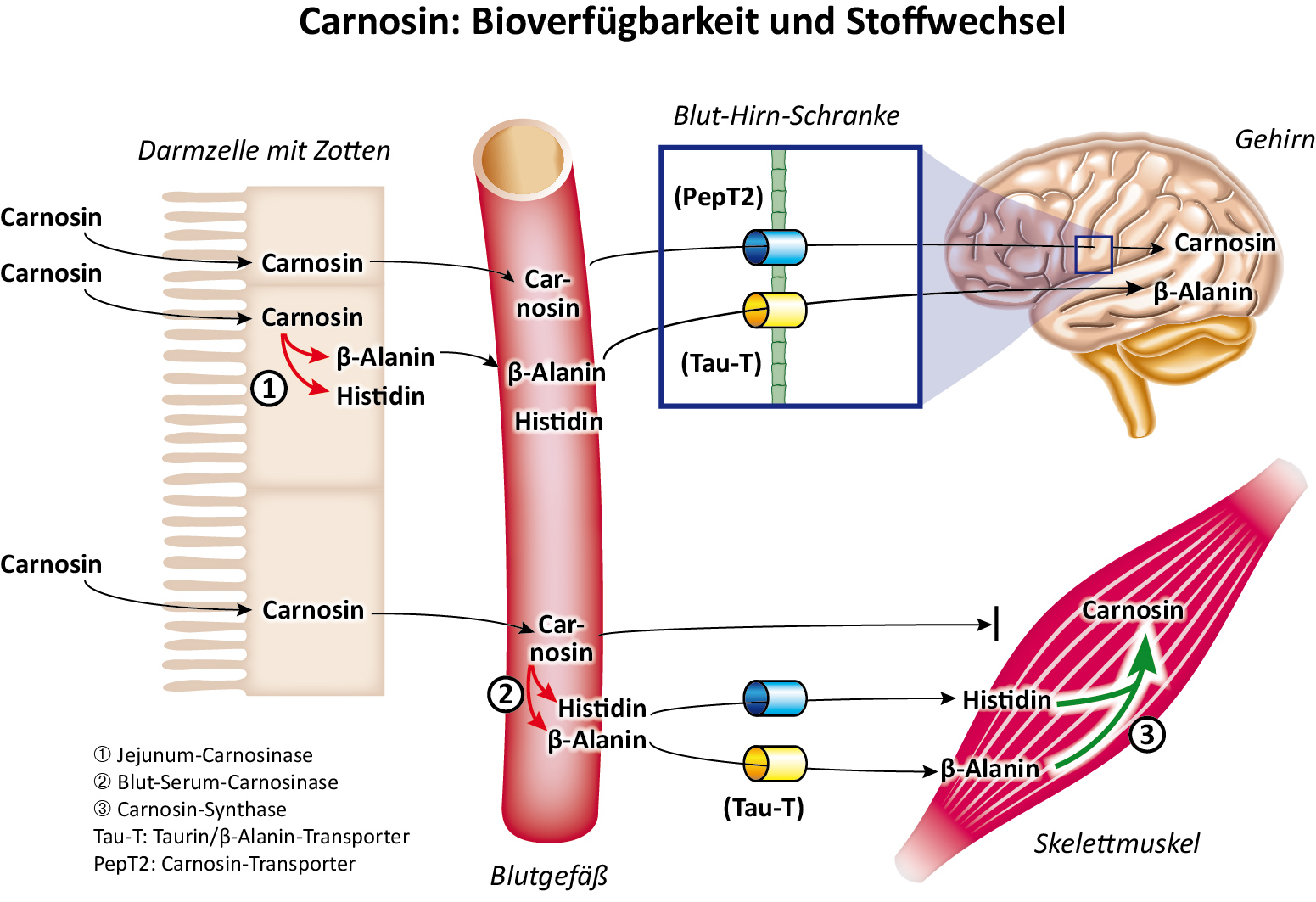Carnosina - Biodisponibilità Carnosina - Biodisponibilità e metabolismo
