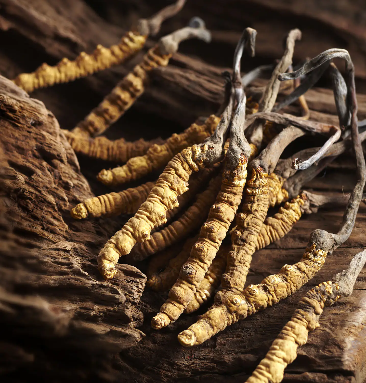 Fungo imperatore (Cordyceps sinensis) Fungo imperatore (Cordyceps sinensis)