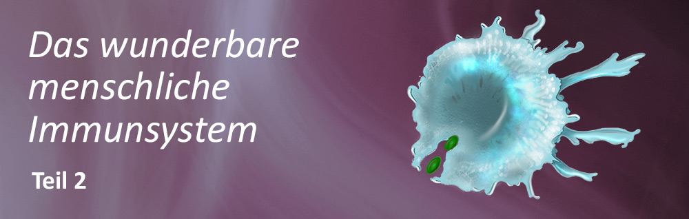 Immunsystem Blogbeitrag Til 2