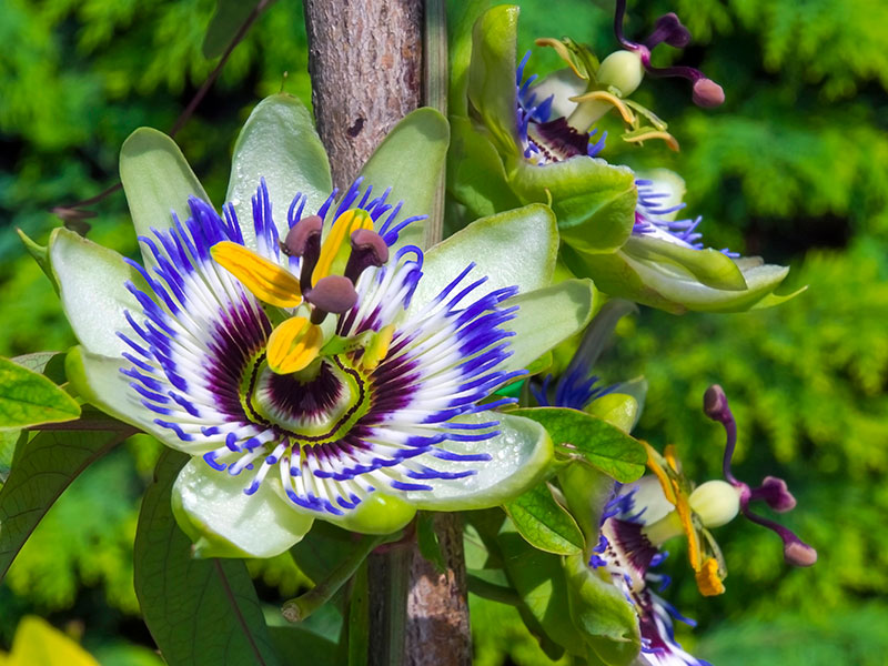 Primo piano di un fiore della passione con petali bianchi e viola e stami gialli su sfondo verde. Primo piano di un fiore della passione con petali bianchi e viola e stami gialli su sfondo verde.