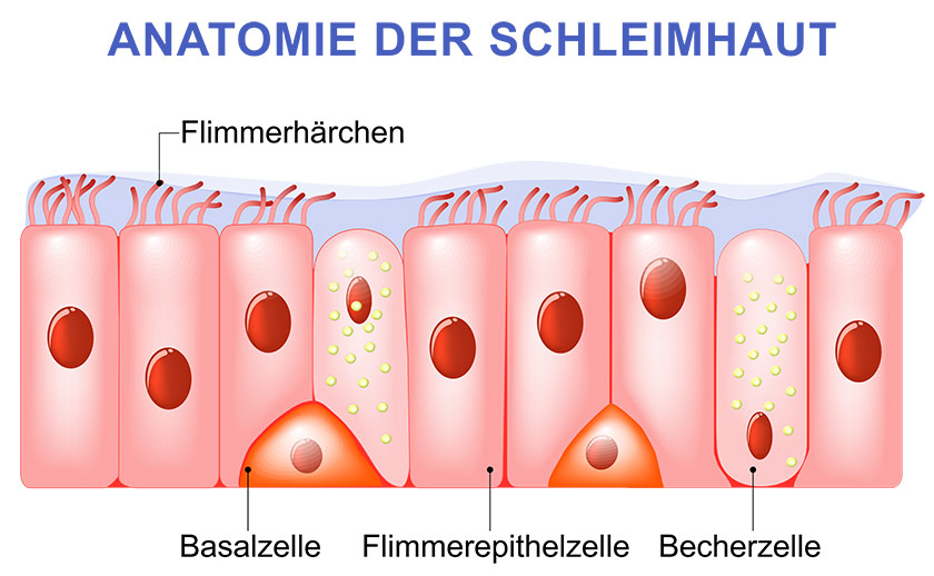Anatomie der Schleimhaut