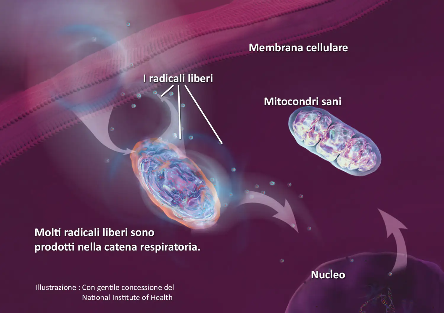 Specie di Ossigeno Radicale Libero – Illustrazione Rappresentazione grafica dei componenti cellulari, comprese le mitocondri e la membrana, con radicali liberi in color viola.
