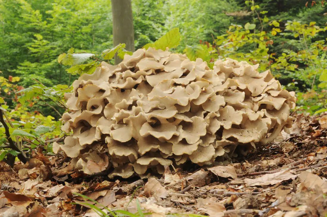 Fungo Polyporus umbellatus Fungo Polyporus umbellatus