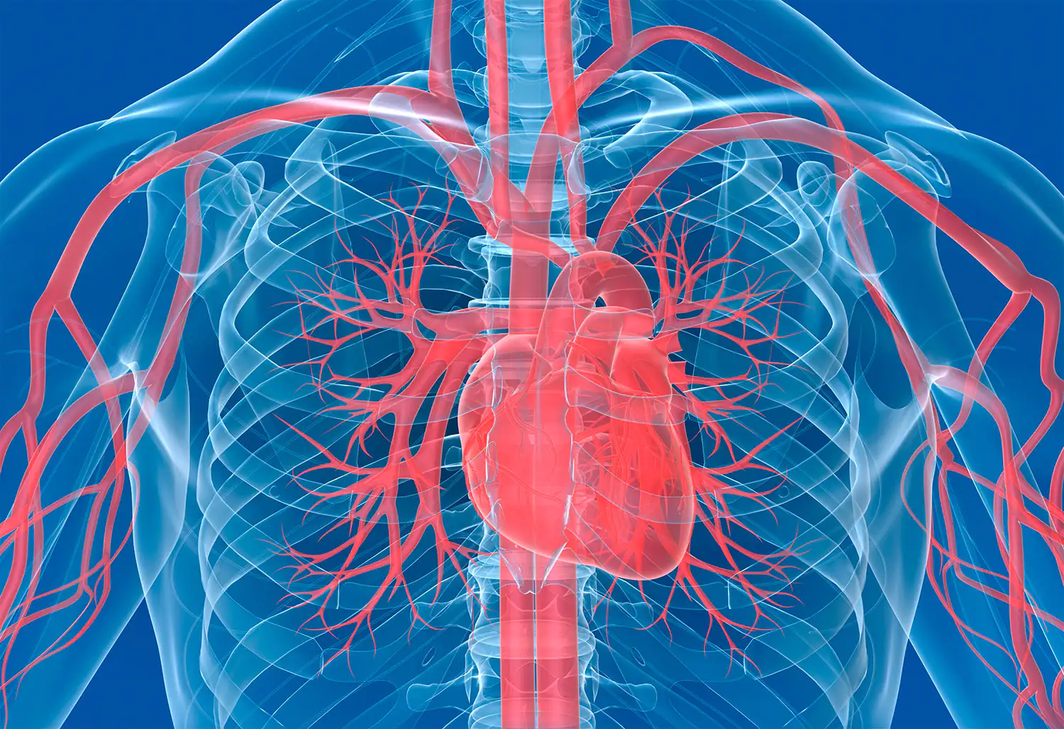 cuore e vasi sanguigni cuore e vasi sanguigni