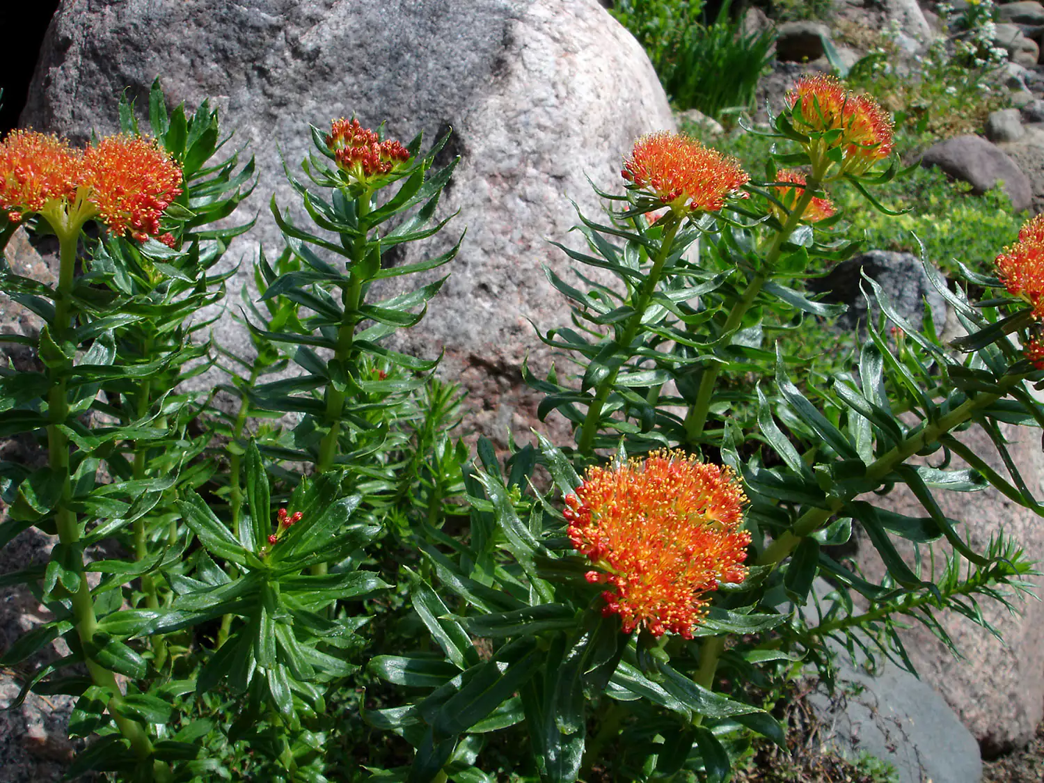 Rhodiola rosea - Pianta di radice di rosa Rhodiola rosea - Pianta di radice di rosa