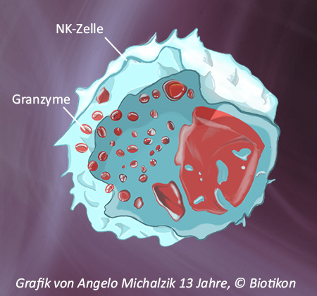 Cellula NK con Granzyme – Illustrazione Illustrazione di una cellula NK contenente granzyme, raffigurata in blu e rosso, rappresentazione schematica.