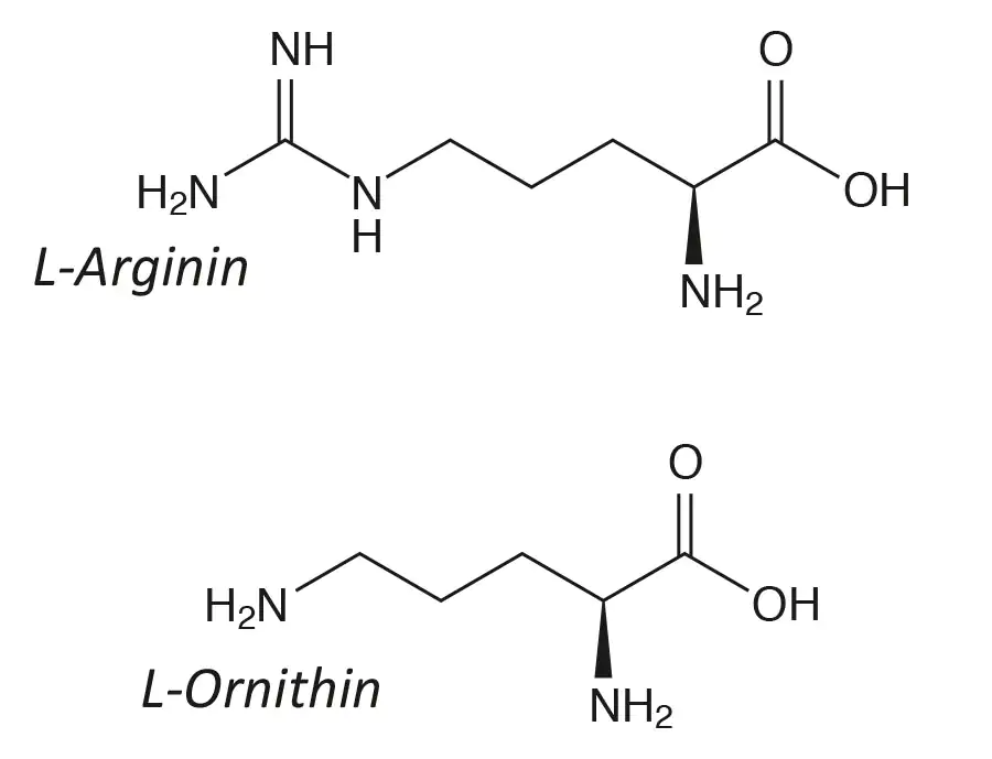 Arginina e Ornitina Formule strutturali Arginina e Ornitina Formule strutturali