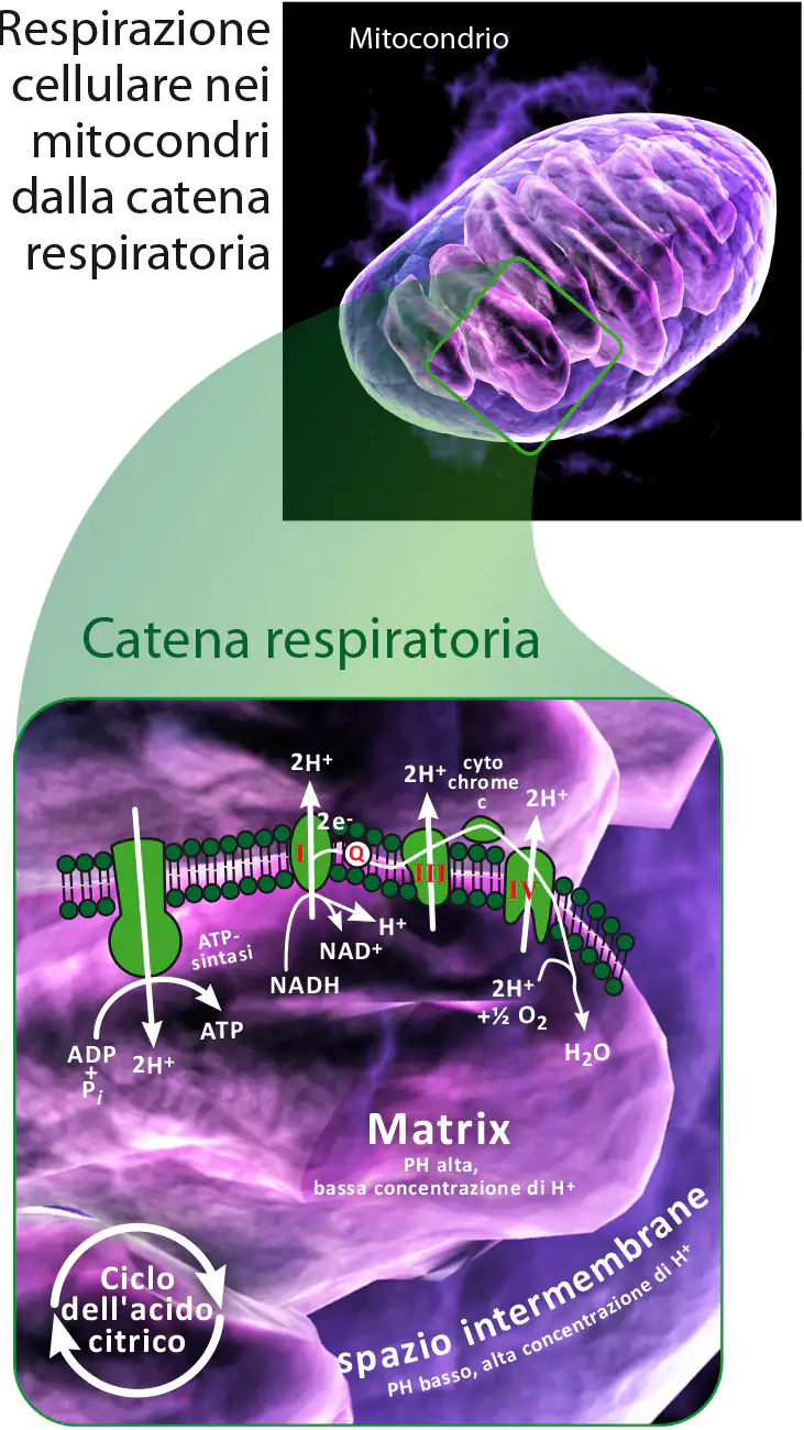 Mitocondri e catena respiratoria – Diagramma Diagramma che mostra i mitocondri, la catena respiratoria, la respirazione cellulare con illustrazioni colorate e spiegazioni.