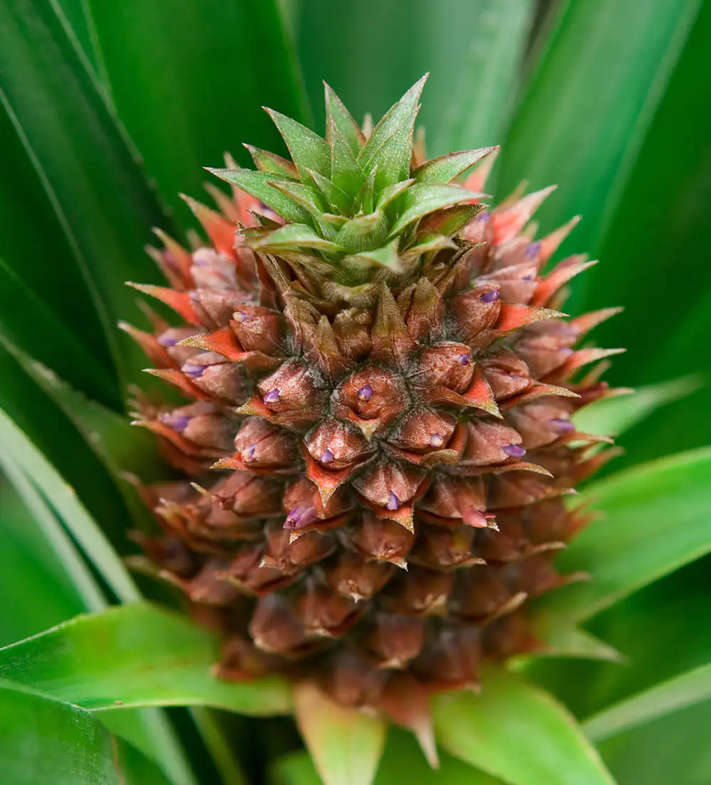 frutta di ananas frutta di ananas