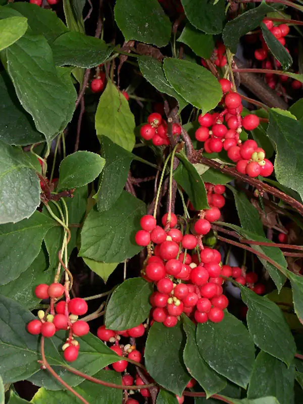 Bacche di Schisandra sinensis Bacche di Schisandra sinensis