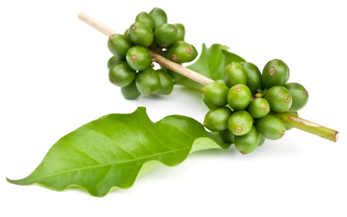 Grüner Kaffe Bohnen Grüner Kaffe Bohnen