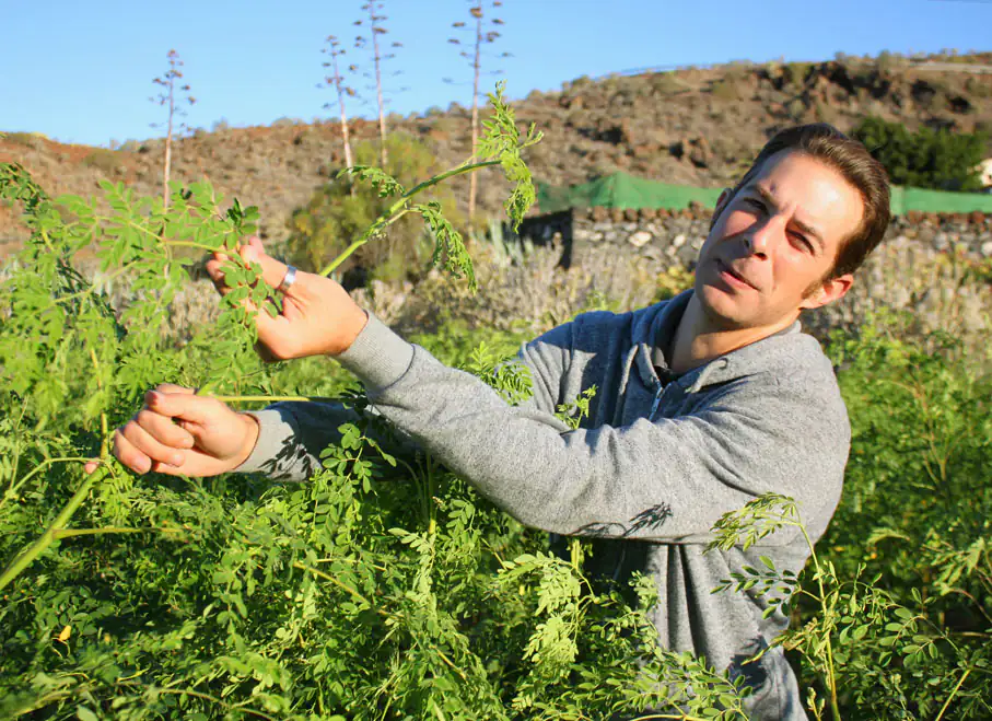 L'uomo mostra l'albero della Moringa L'uomo mostra l'albero della Moringa
