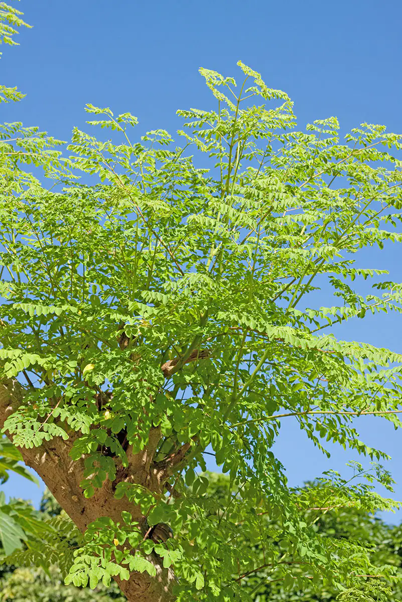 Albero della Moringa - albero dei miracoli Albero della Moringa - albero dei miracoli