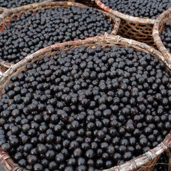 Bacche di Acai Bacche di Acai, ricche di antiossidanti, perfette per frullati.