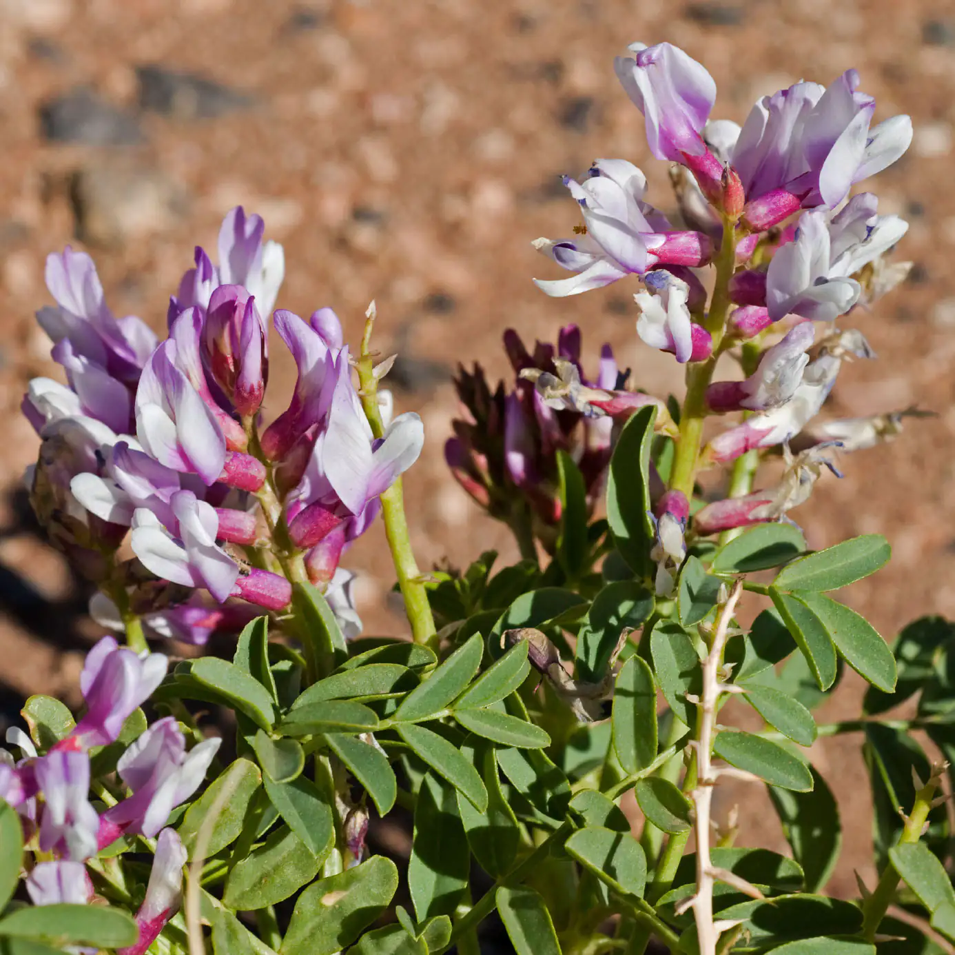 Astragaloside IV Astragalus membranaceus pianta