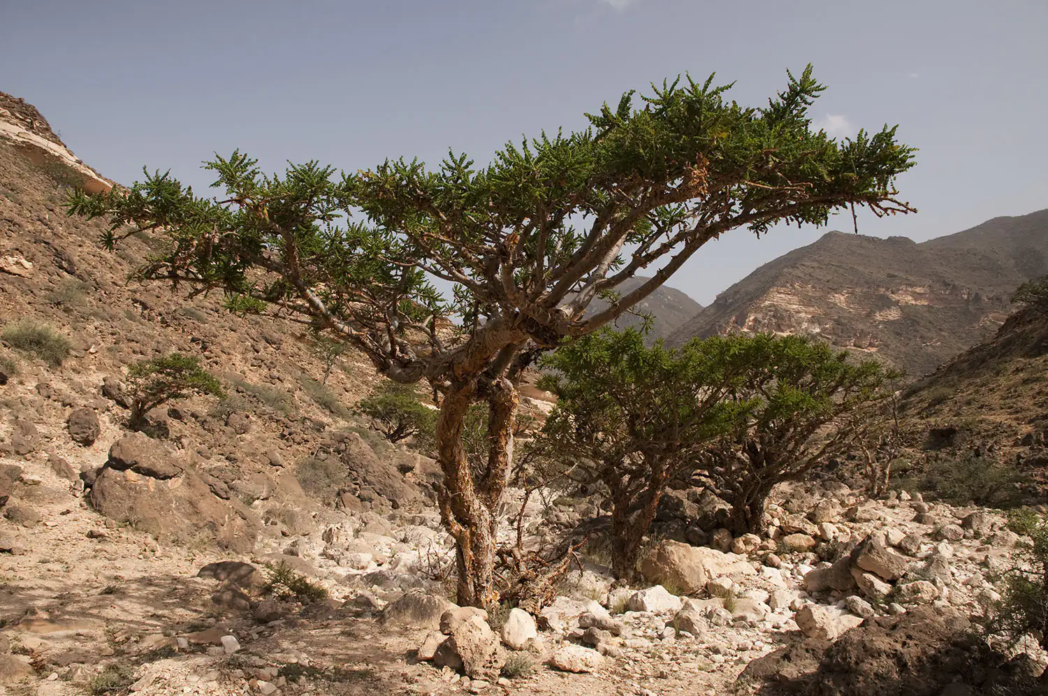 albero di incenso