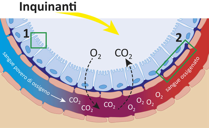 Scambio di Ossigeno e Anidride Carbonica - Diagramma Illustrazione dello scambio di gas nei polmoni, mostra il trasporto di ossigeno e anidride carbonica attraverso gli alveoli, evidenziato a colori.