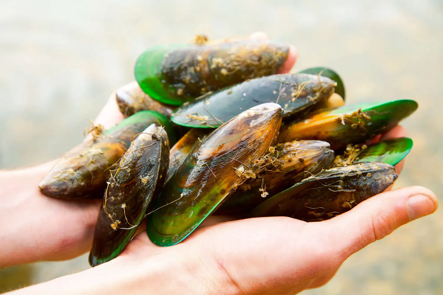 cozze verdi cozze verdi
