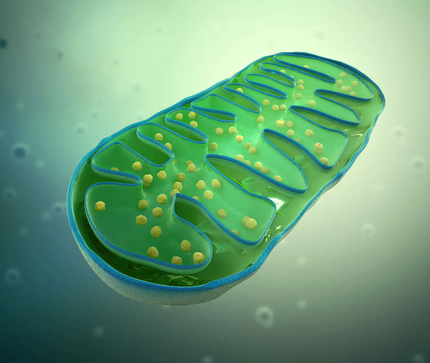 Disegno schematico del mitocondrio