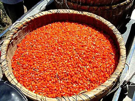 Raccolta delle bacche di Goji Raccolta delle bacche di Goji